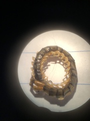 Hemiscolopendra marginata