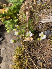 Cerastium alpinum