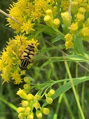 Helophilus fasciatus