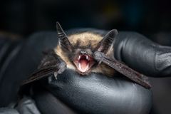 Myotis thysanodes