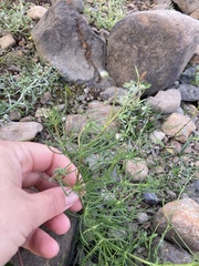 Spergula