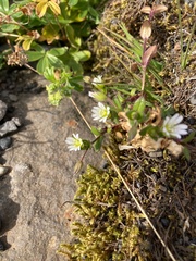 Cerastium alpinum