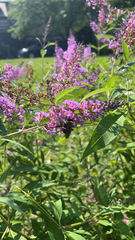Xylocopa virginica virginica