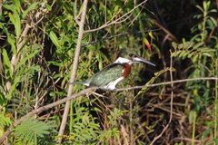 Chloroceryle amazona