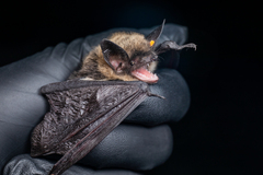 Myotis thysanodes