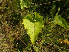 Phlomoides tuberosa