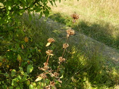 Phlomoides tuberosa