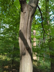 Carpinus caroliniana