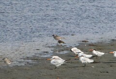 Arenaria melanocephala