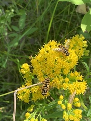 Helophilus fasciatus