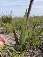 Watsonia coccinea