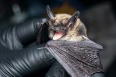 Myotis thysanodes