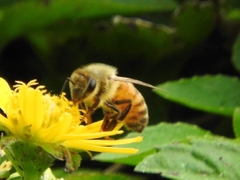Apis mellifera