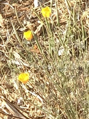 Eschscholzia californica