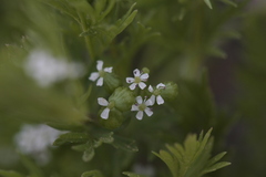 Bifora testiculata