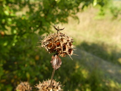 Phlomoides tuberosa