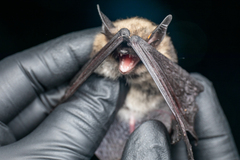 Myotis thysanodes