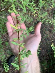 Hypericum hypericoides