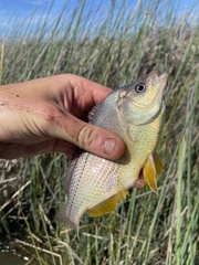 Hysterocarpus traskii