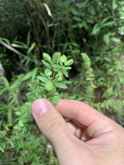 Hypericum hypericoides
