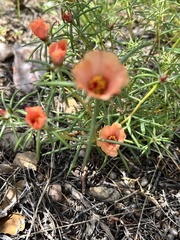 Portulaca suffrutescens
