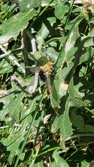 Paradejeania rutilioides