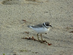 Charadrius hiaticula