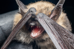 Myotis thysanodes