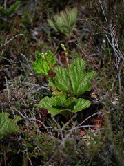 Rubus chamaemorus