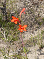 Watsonia coccinea