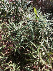 Comptonia peregrina