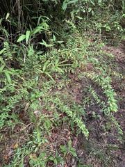 Hypericum hypericoides