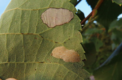 Phyllonorycter issikii