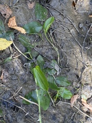 Potamogeton natans