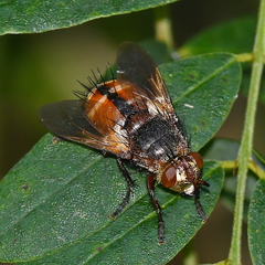 Tachinini