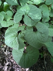 Asarum canadense