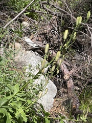 Lilium parryi