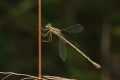 Lestes barbarus