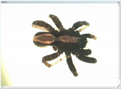 Alopecosa pulverulenta