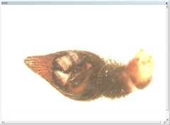 Alopecosa pulverulenta