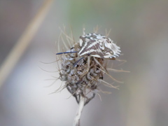 Carpocoris mediterraneus