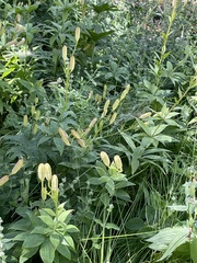 Lilium parryi