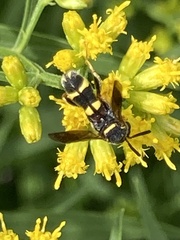 Leucospis affinis