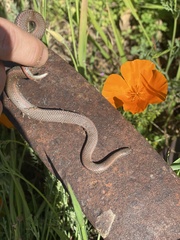 Contia tenuis