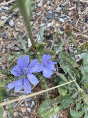 Cichorium intybus intybus
