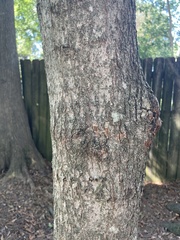 Acer nigrum