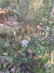 Zieria laxiflora