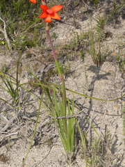 Watsonia coccinea