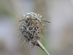 Carpocoris mediterraneus