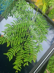 Leucaena leucocephala